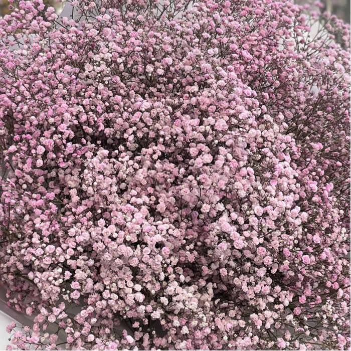 51 розовая гипсофила